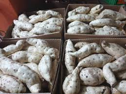 White sweet potato (Lumonde produce of uganda) 8kg box